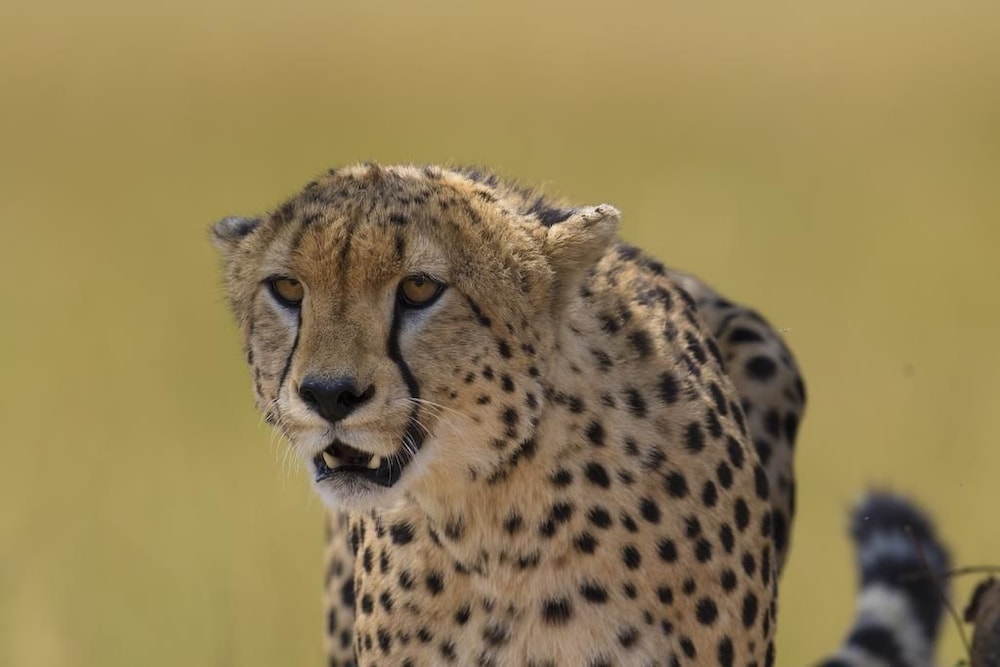 the mara big five camp