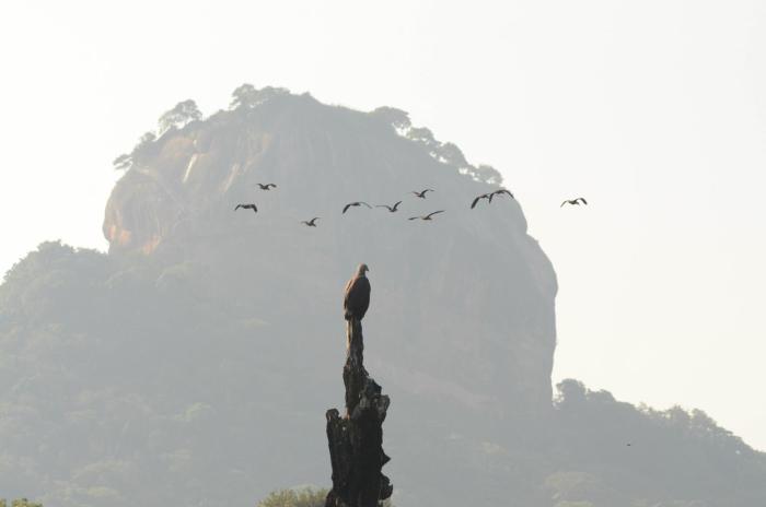 sigiriya kings resort