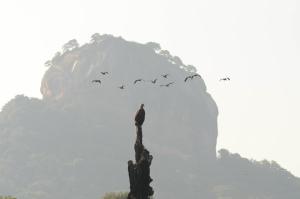 sigiriya kings resort