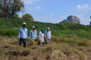 sigiriya kings resort