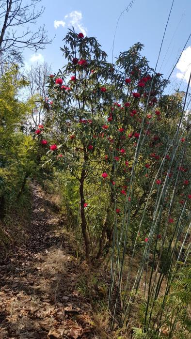 club es deurali resort