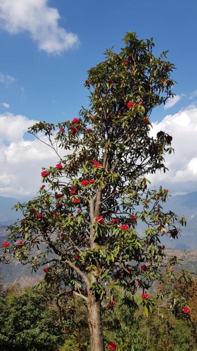 club es deurali resort