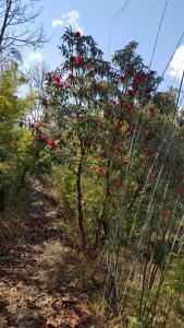 club es deurali resort