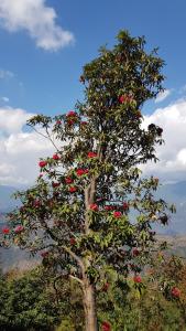 club es deurali resort