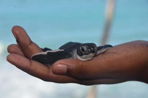 blue parrot beach villa