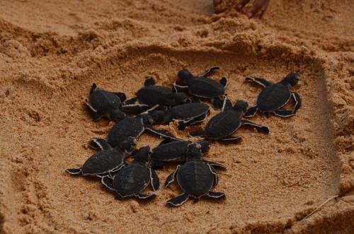 Blue Parrot Beach Villa,Bentota>>Ambalangoda,4 star