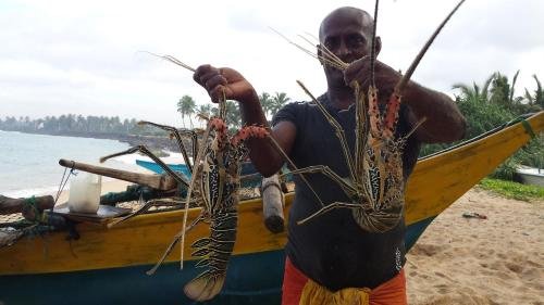 Blue Parrot Beach Villa,Bentota>>Ambalangoda,4 star