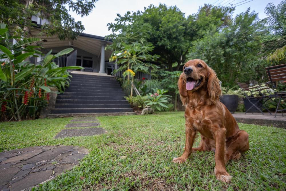 hibiscus villa and cottages