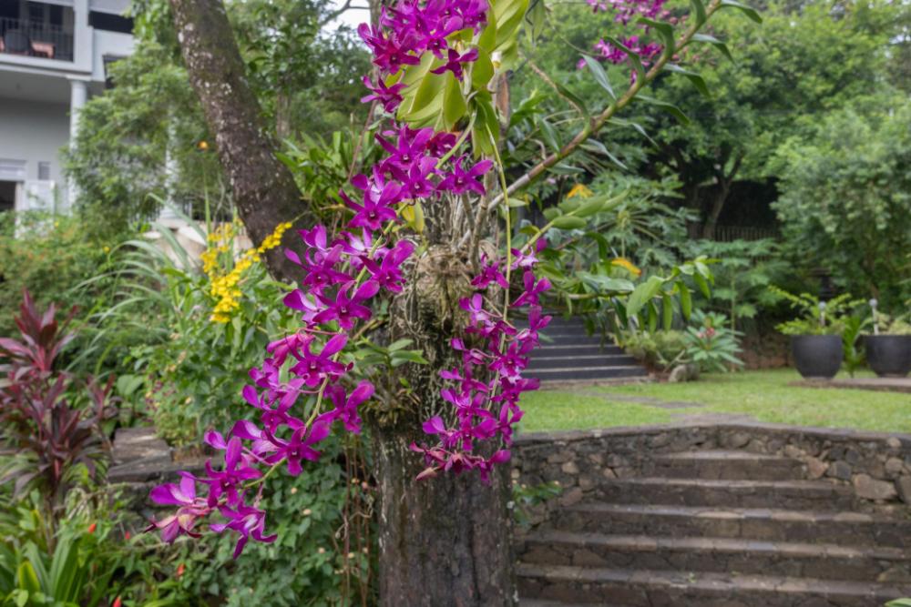 hibiscus villa and cottages