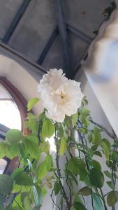 pieve santo stefano