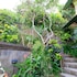 sunrise villa ubud