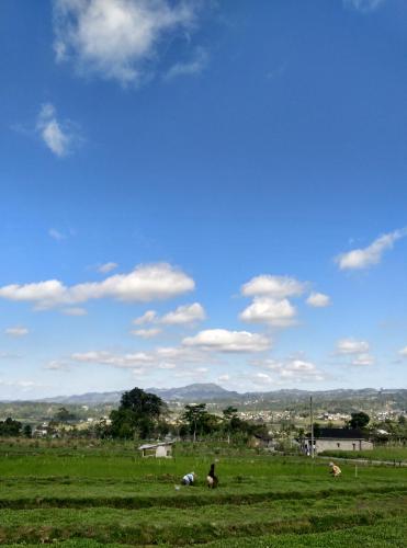 pondok bamboo sendangsari