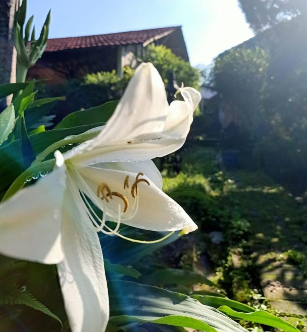 pondok bamboo sendangsari