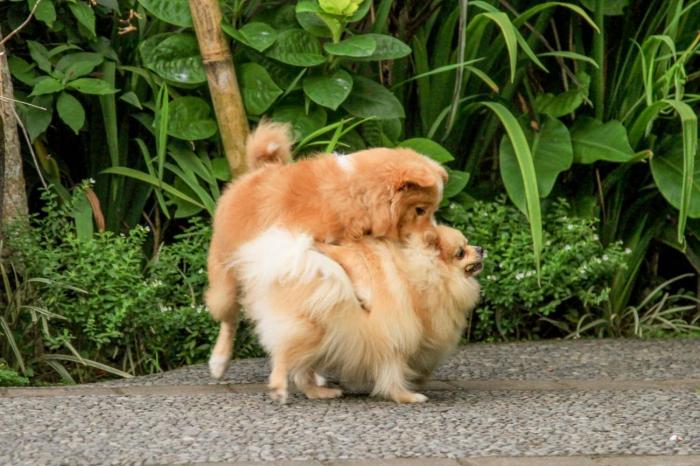 taluh bebek ubud private villas