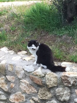 la fontanella