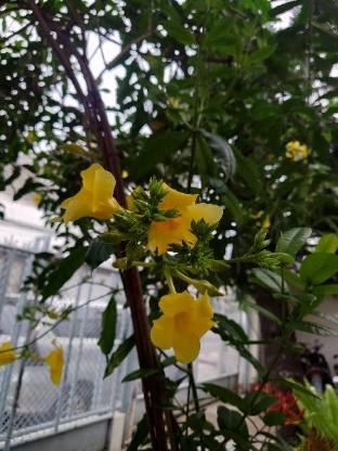 wisma shalom guesthouse