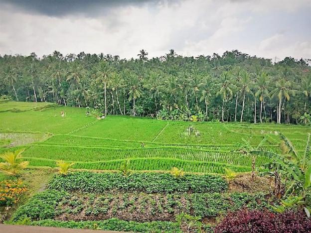 d lobong suite
