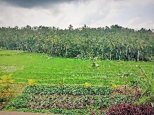 d lobong suite