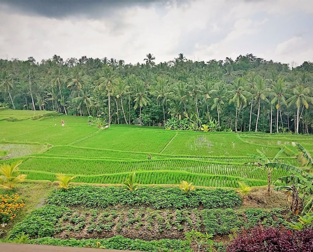 d lobong suite