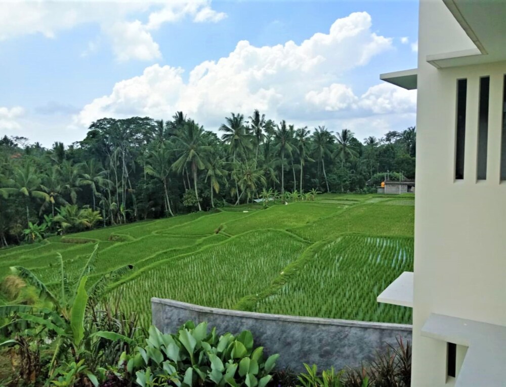d lobong suite