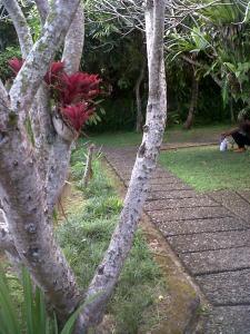 arjana bungalows 2