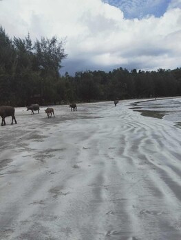 pondok oma surf simeulue