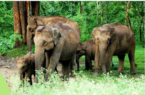 The Riverwood Forest Retreat - Dooars,Chalsa>>Bagdogra,4 star