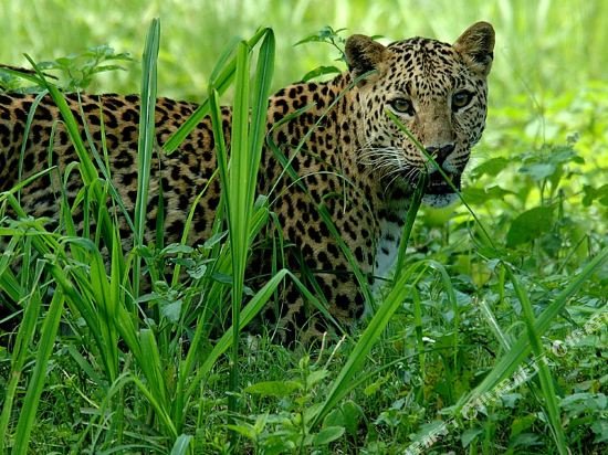 the riverwood forest retreat dooars