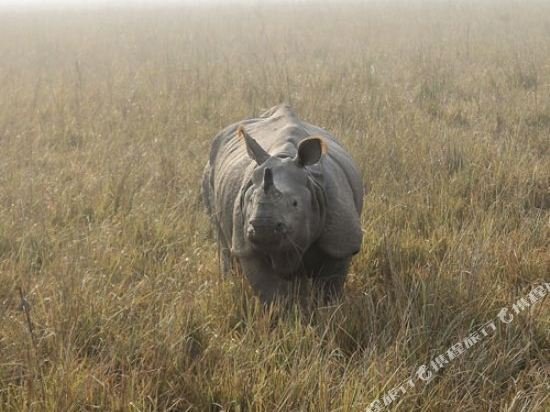 the riverwood forest retreat dooars