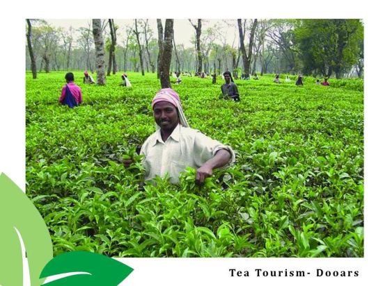 the riverwood forest retreat dooars