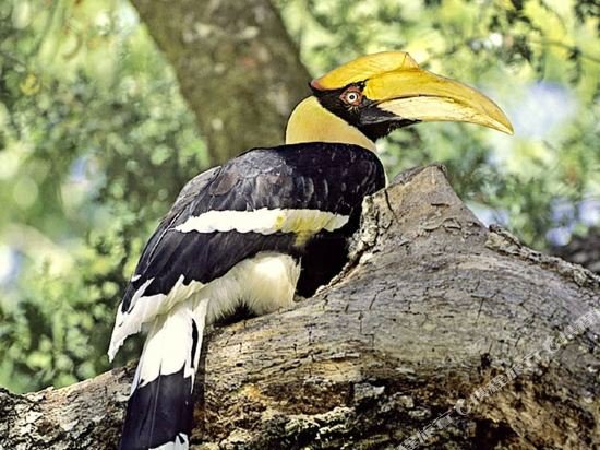 the riverwood forest retreat dooars