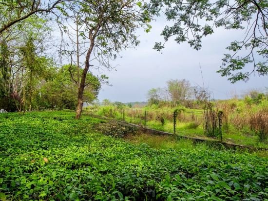 the riverwood forest retreat dooars