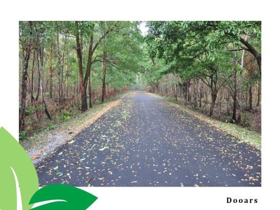 the riverwood forest retreat dooars