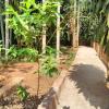 mangalore