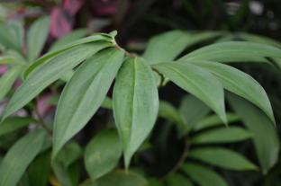 the kanjeng resort ubud