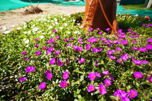 shakuntala village resort