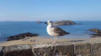 comfort hotel dinard balmoral