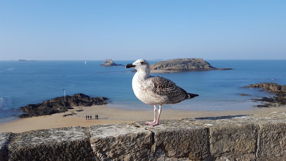 comfort hotel dinard balmoral