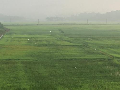 the paddy field inn hostel