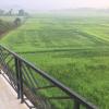 the paddy field inn hostel
