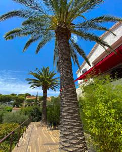 cassis