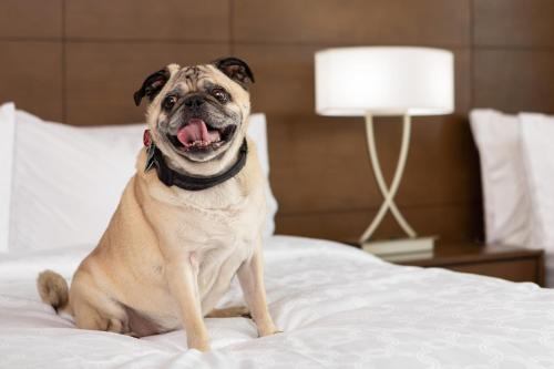 staybridge suites charlottesville airport an ihg hotel