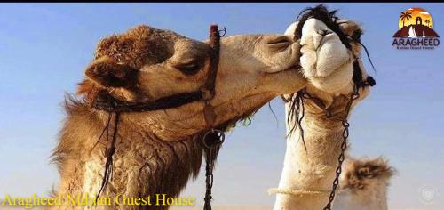 aswan