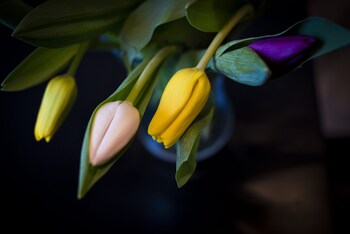 bowling green chorlton