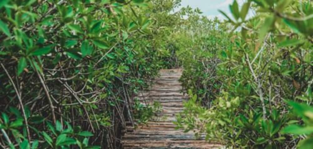 cormoran boutique hotel and cenote tulum