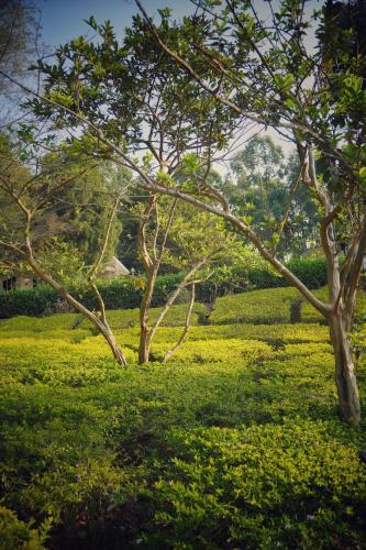 munnar