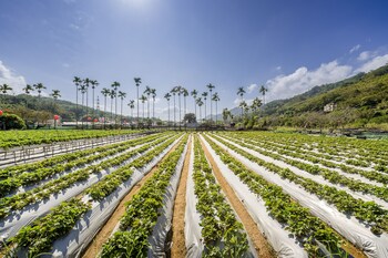 quan ming line museum