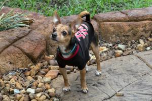 richards pet friendly motel