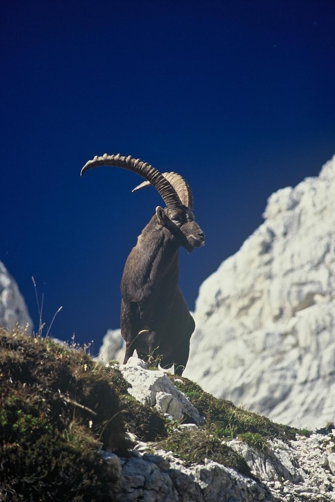 house budkovic hostel