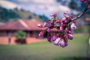 pousada das flores